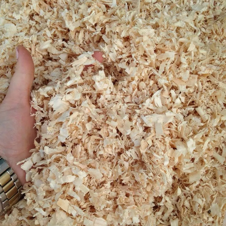 Dairy cow resting on clean sawdust cubicle bedding in an Irish farm shed